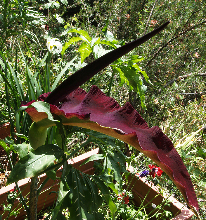 Arum dracunculus (DRACUNCULUS vulgaris)