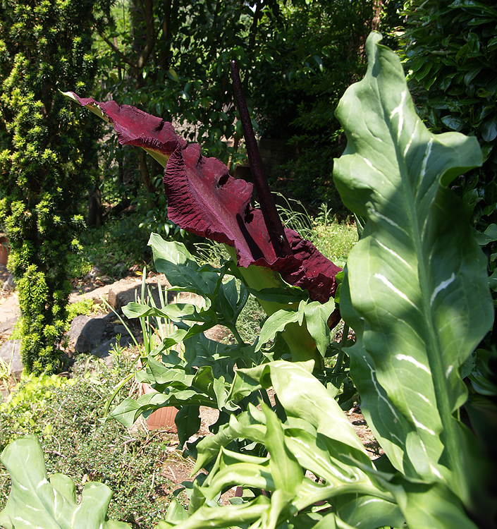 Arum dracunculus (DRACUNCULUS vulgaris)