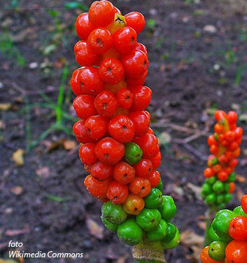 Arum italicum 'Marmoratum'