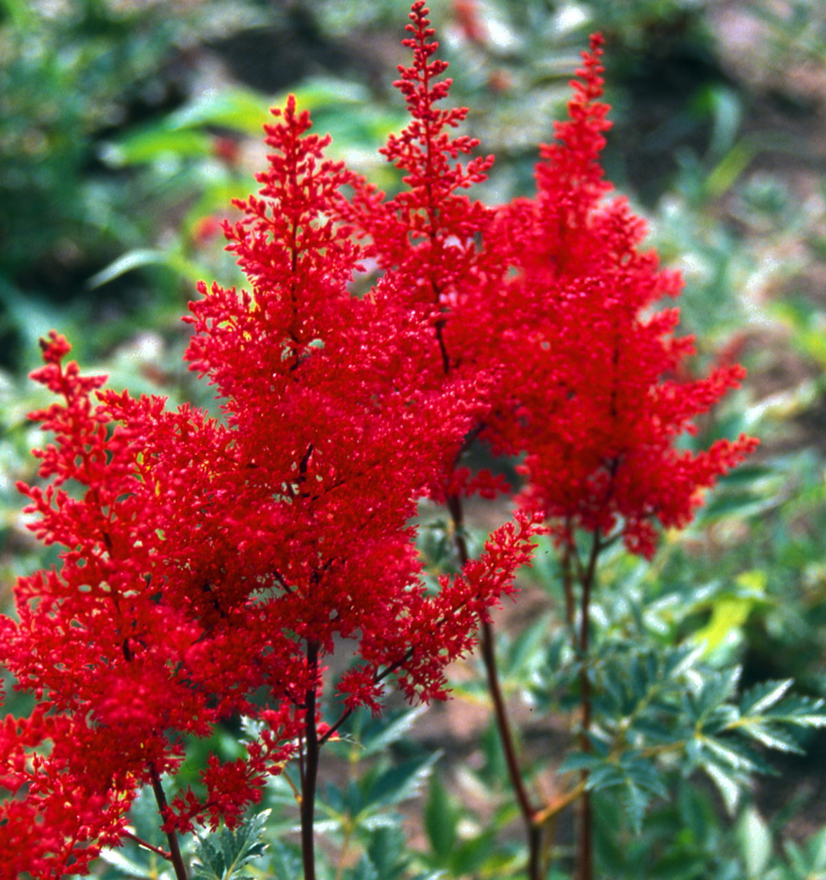 Astilbe japonica RED SENTINEL