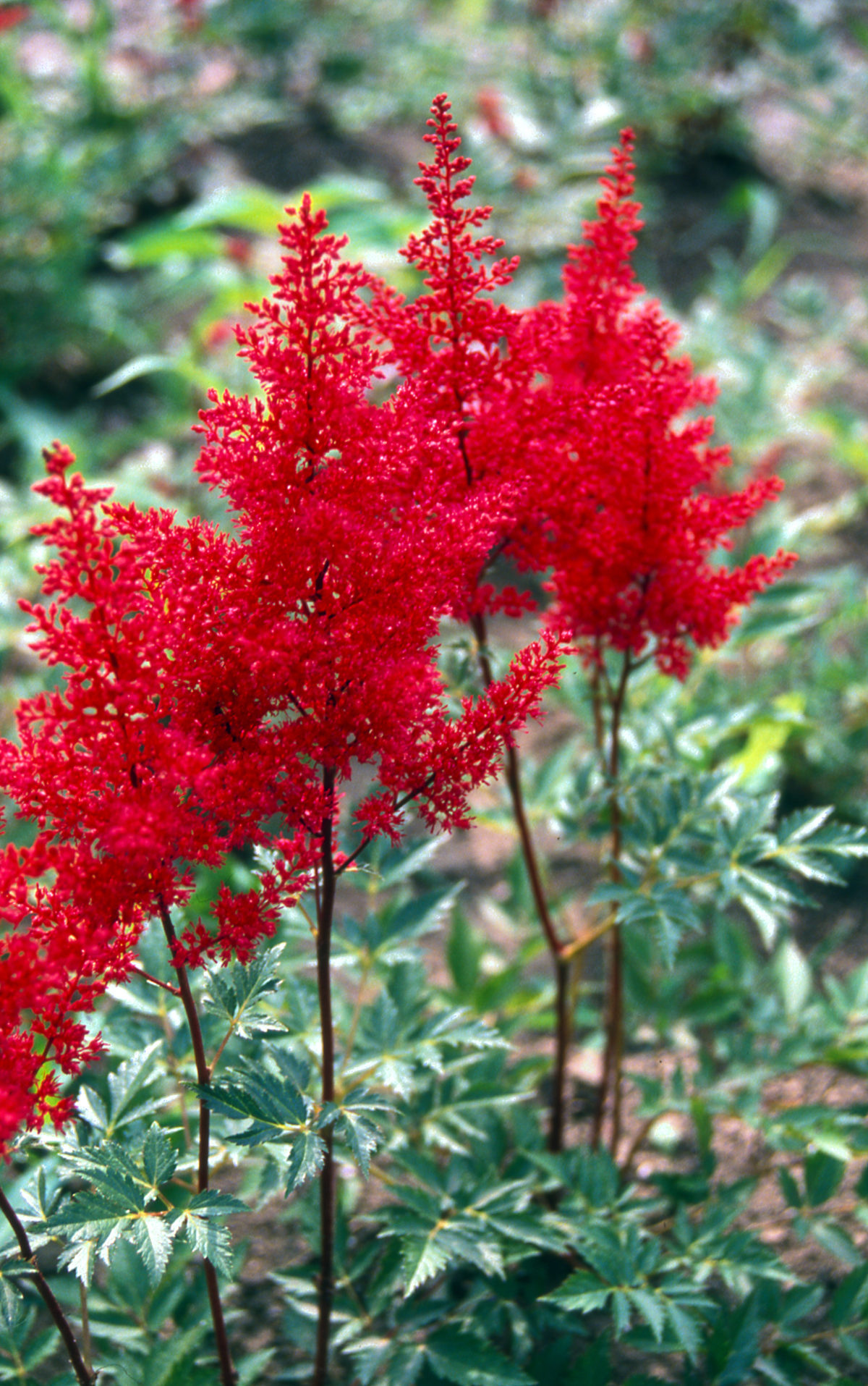 Astilbe japonica RED SENTINEL