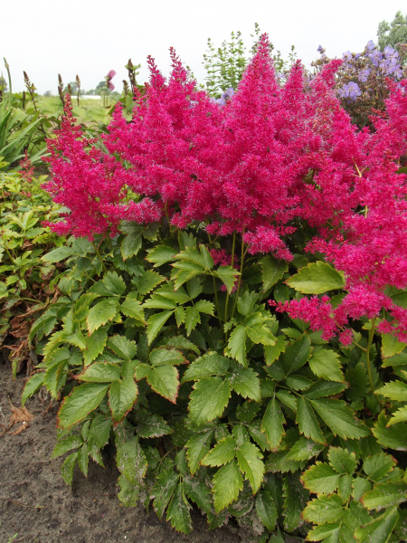 Astilbe YOUNIQUE RUBY RED™