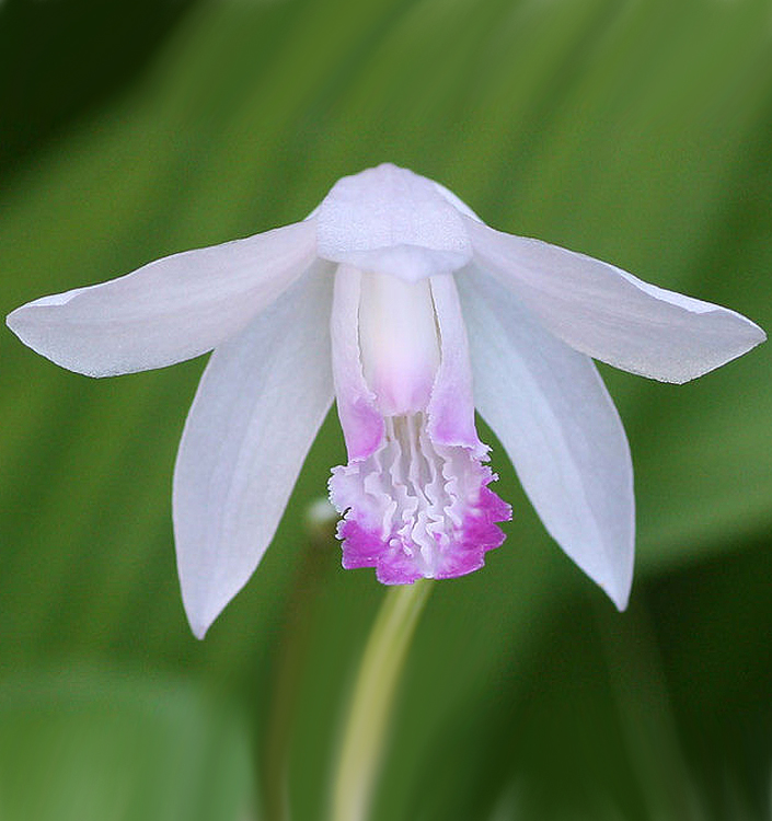 Bletilla KUCHIBENI