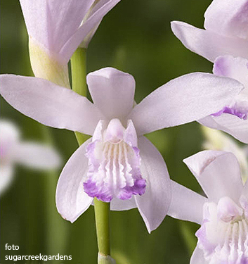 Bletilla KUCHIBENI