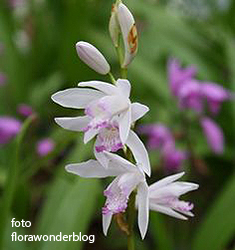 Bletilla KUCHIBENI