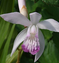 Bletilla KUCHIBENI