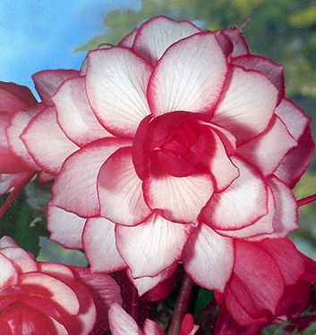 Begonia BOUTON DE ROSE