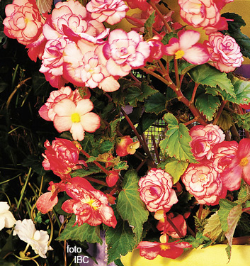 Begonia BOUTON DE ROSE
