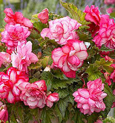 Begonia BOUTON DE ROSE