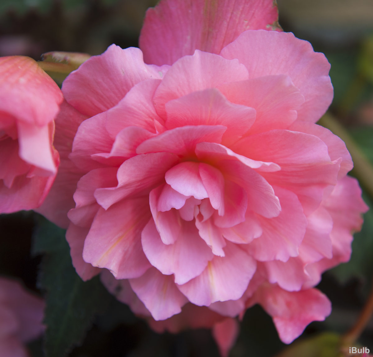 Begonia GRANDIFLORA DOUBLE PINK