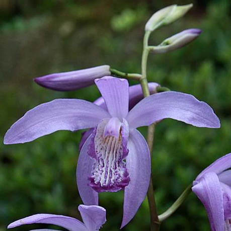 Bletilla striata BLUE DRAGON