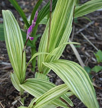 Bletilla striata 'Variegata'