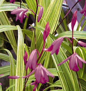 Bletilla striata 'Variegata'