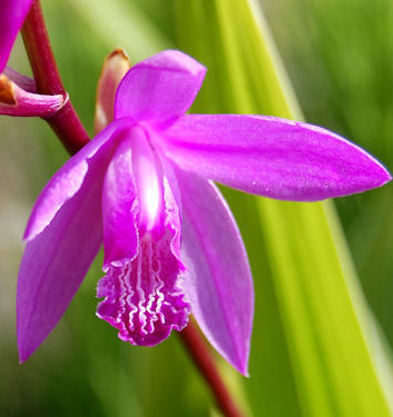 Bletilla striata 'Variegata'