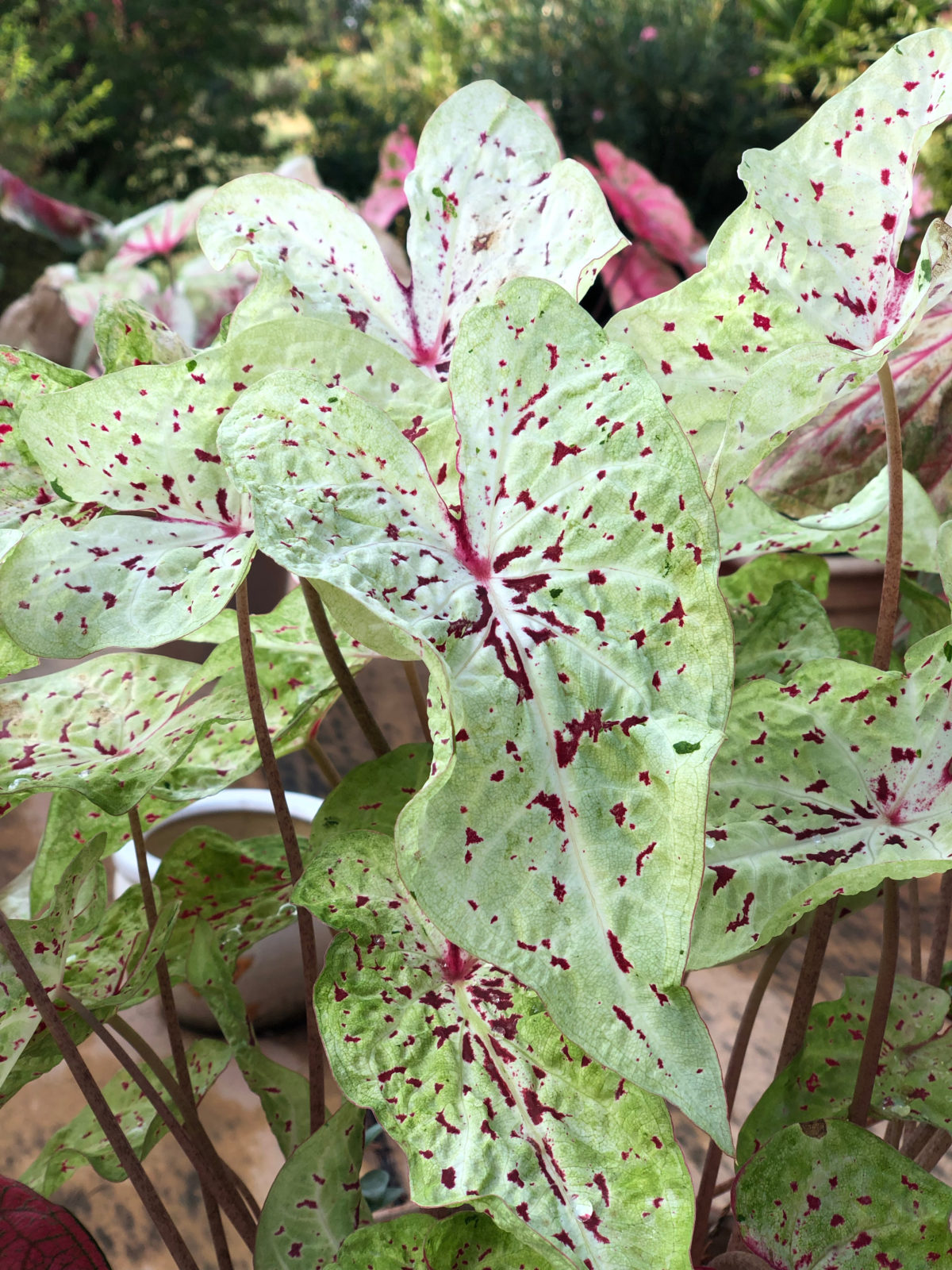 Caladium MISS MUFFET