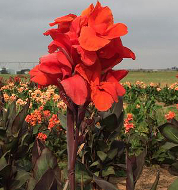 Canna ROI HUMBERT