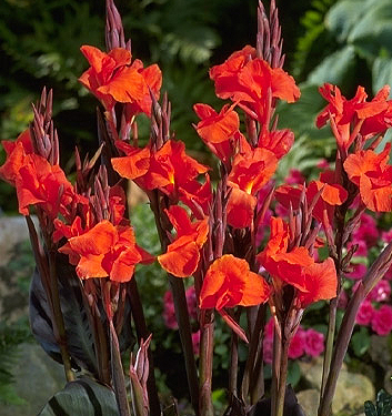 Canna ROI HUMBERT