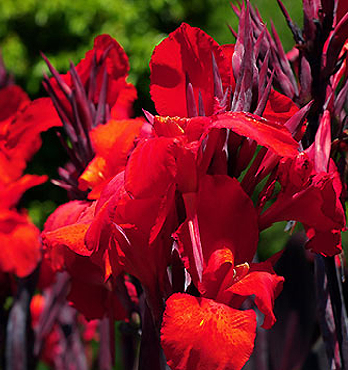 Canna ROI HUMBERT