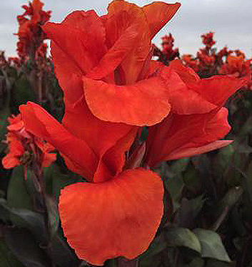 Canna ROI HUMBERT
