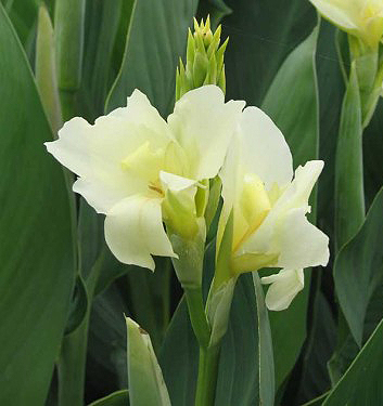 Canna VANILLA CREAM