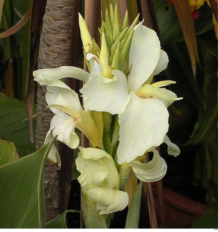 Canna VANILLA CREAM