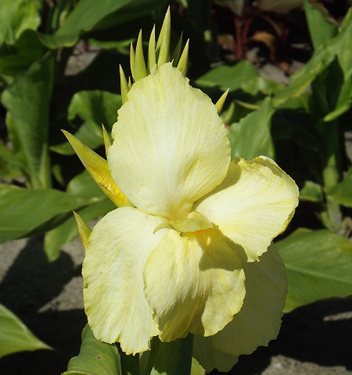 Canna VANILLA CREAM