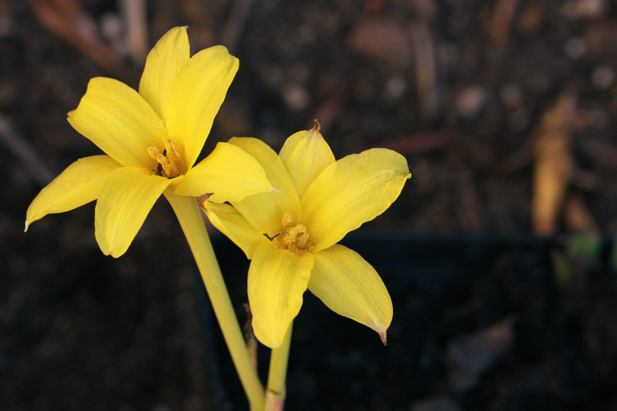 Chlidanthus fragrans