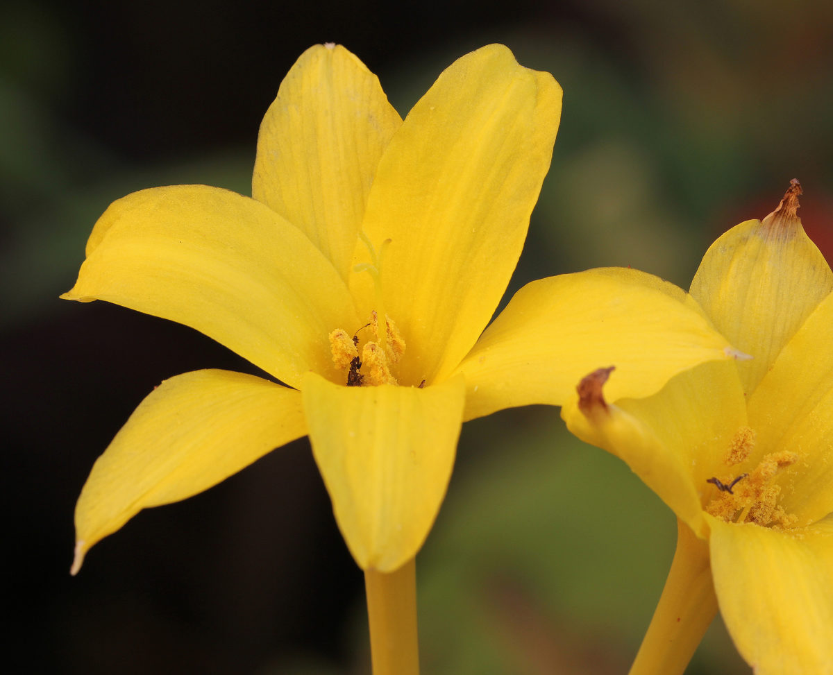 Chlidanthus fragrans