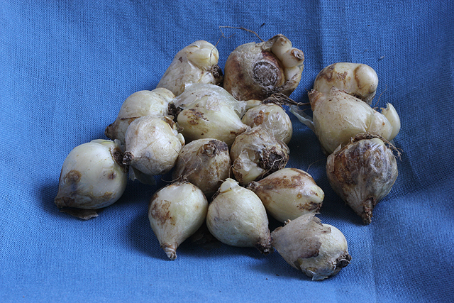 Chionodoxa (Scilla) luciliae (gigantea)