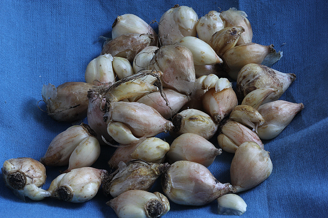 Chionodoxa (Scilla) luciliae (gigantea) 'Alba'