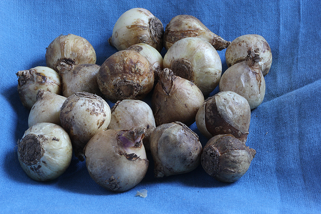 Chionodoxa (Scilla) sardensis