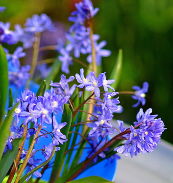 Chionodoxa (Scilla) sardensis