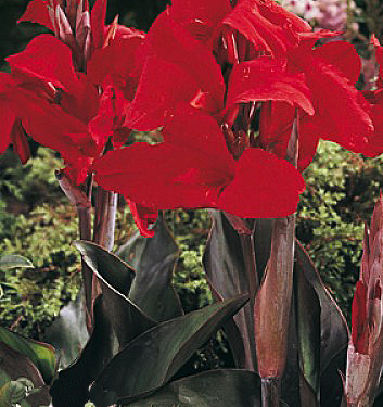 Canna a fogliame scuro BLACK KNIGHT