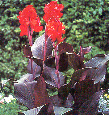 Canna a fogliame scuro BLACK KNIGHT