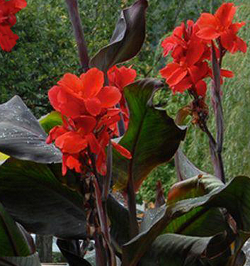Canna a fogliame scuro BLACK KNIGHT