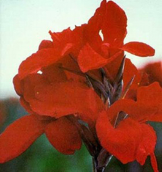 Canna a fogliame scuro BLACK KNIGHT