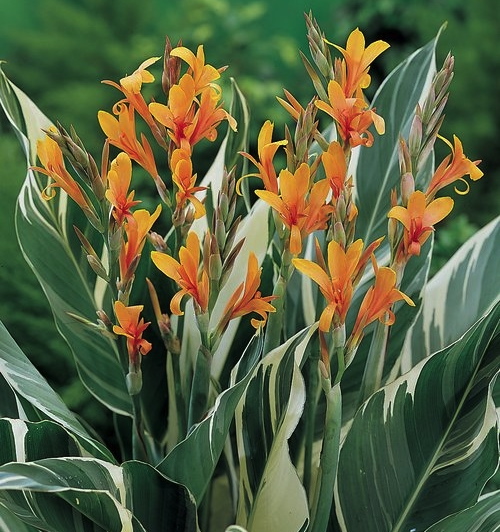 Canna STUTTGART