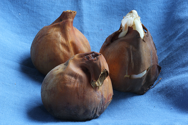 Colchicum autumnale 'Alboplenum'