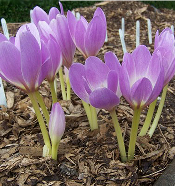 COLCHICUM LILAC BEDDER