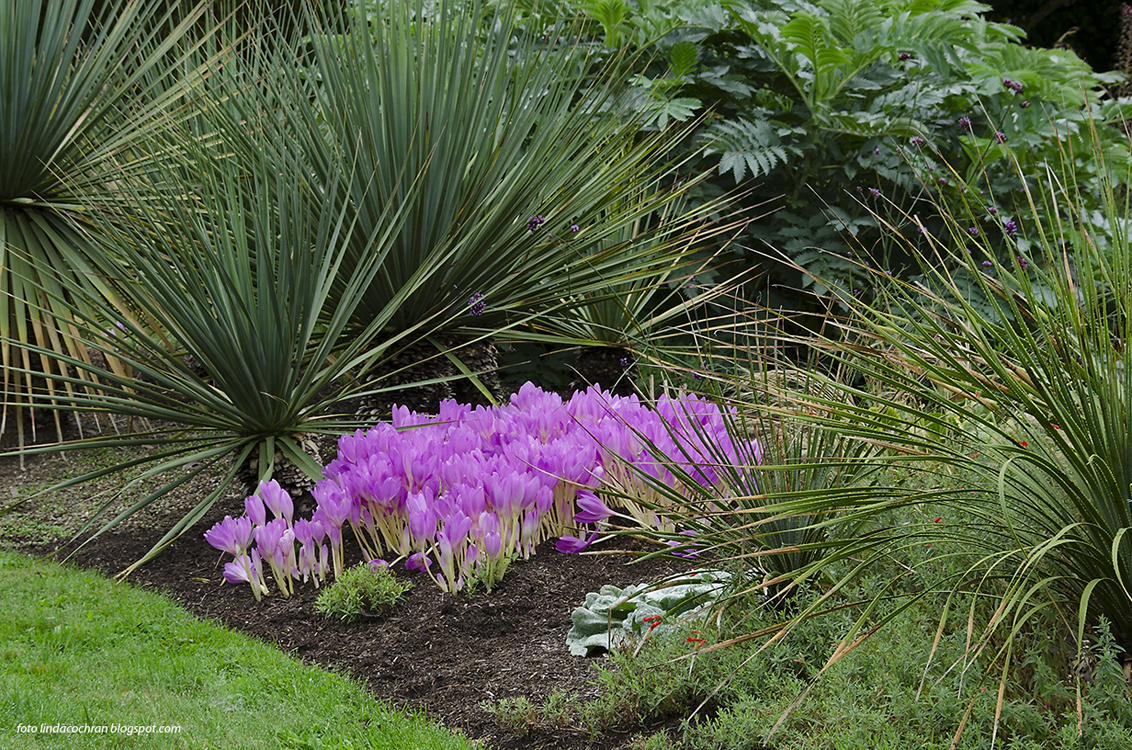 FLORIANA Collection Colchicum (6 varietà)