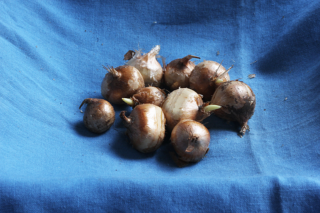 Crocus serotinus salzmannii