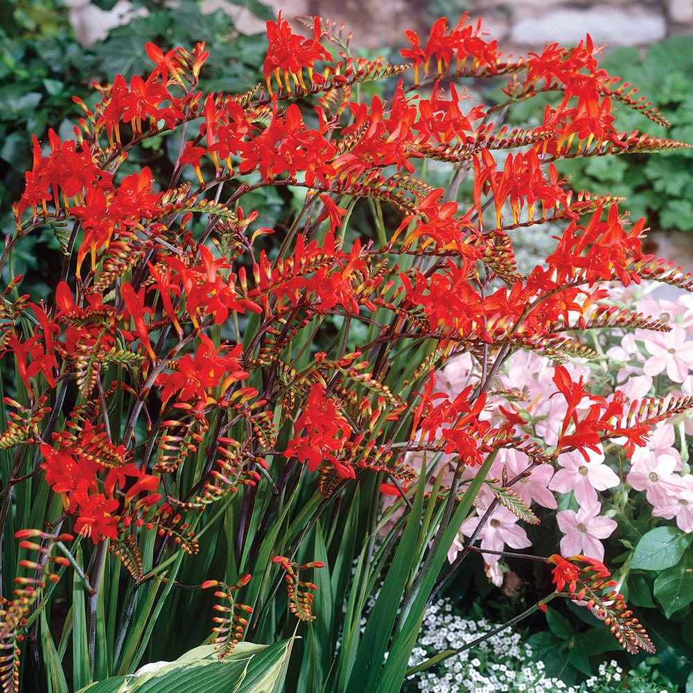 Crocosmia crocosmiiflora LUCIFER