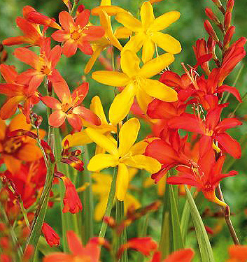 Crocosmia miscuglio a fiore grande (large flowering mix)