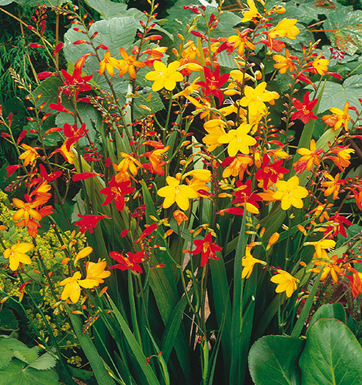Crocosmia miscuglio a fiore grande (large flowering mix)