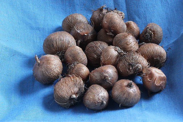 Crocus etruscus ZWANENBURG