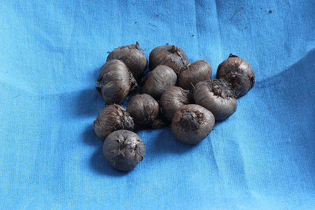 Crocus heuffelianus