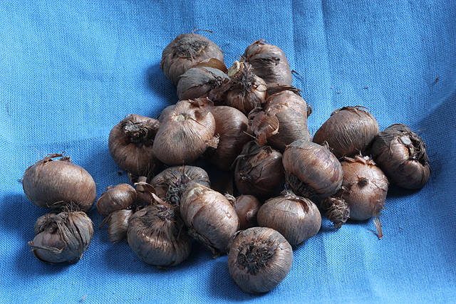 Crocus tommasinianus