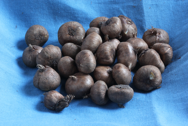 Crocus tommasinianus WHITEWELL PURPLE