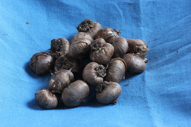 Crocus tommasinianus ROSEUS