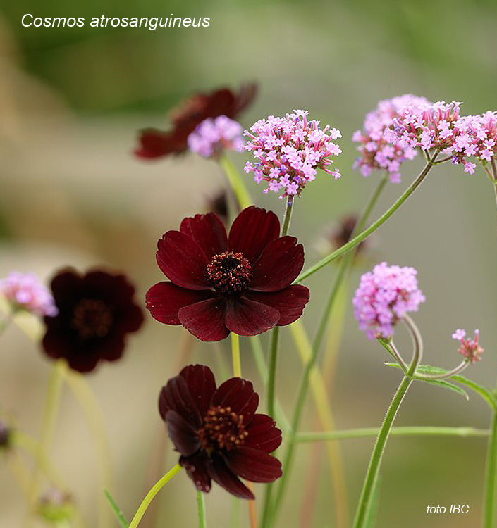 Cosmos atrosanguineus